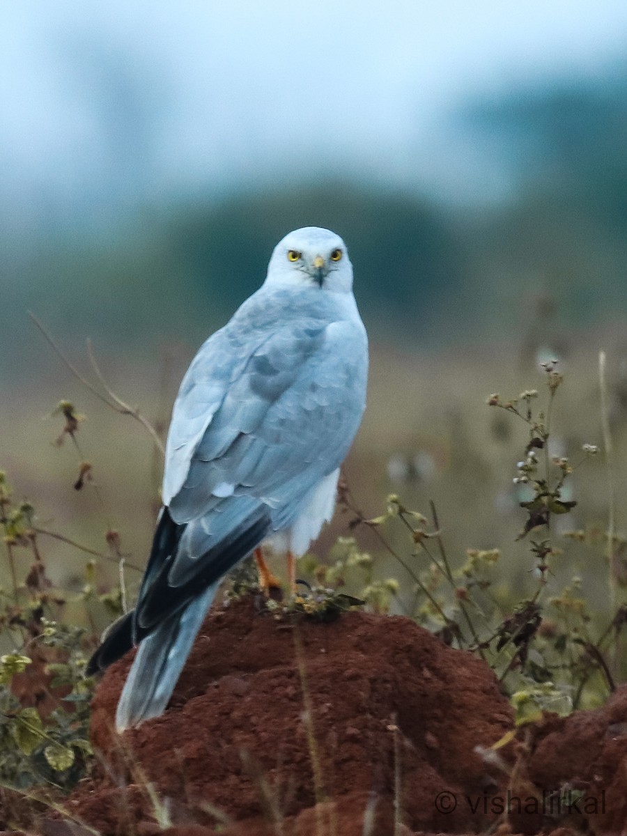 Pallid Harrier - ML402188801