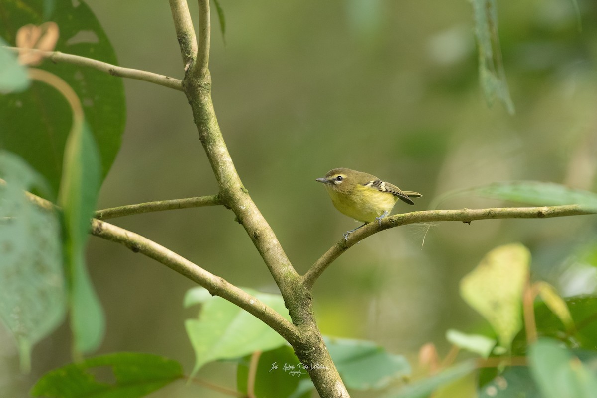 Sarı Kanatlı Vireo - ML402189321