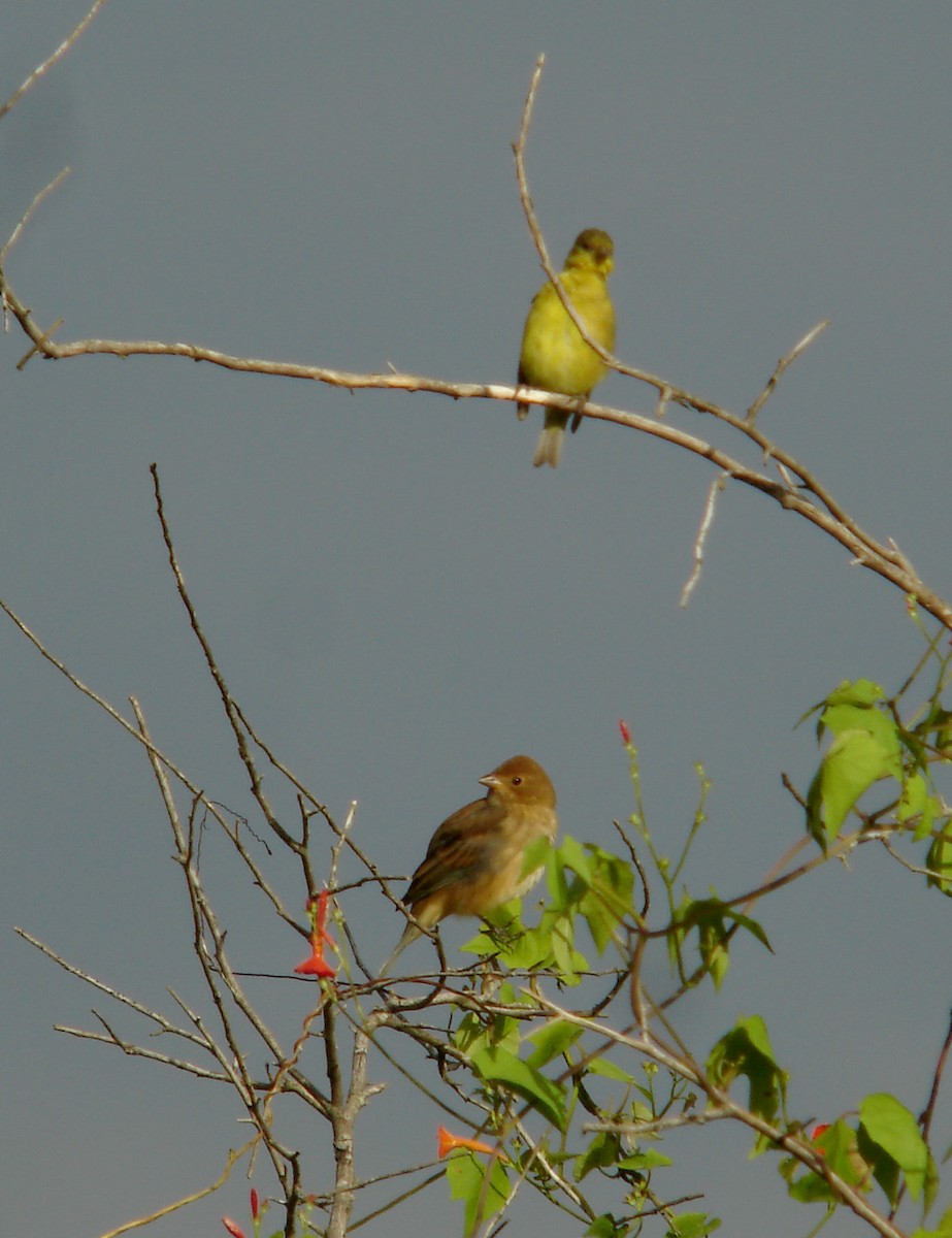 Indigo Bunting - ML40219221