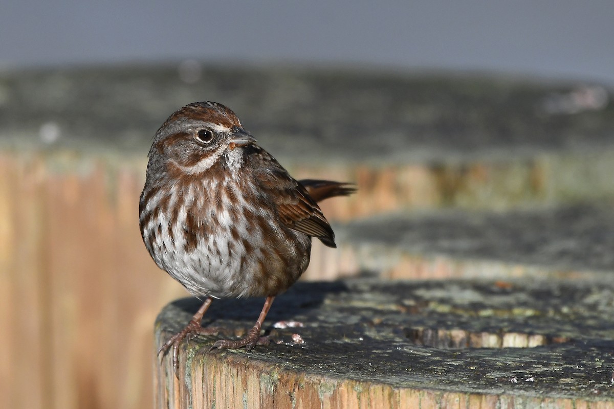 Song Sparrow - MJ OnWhidbey
