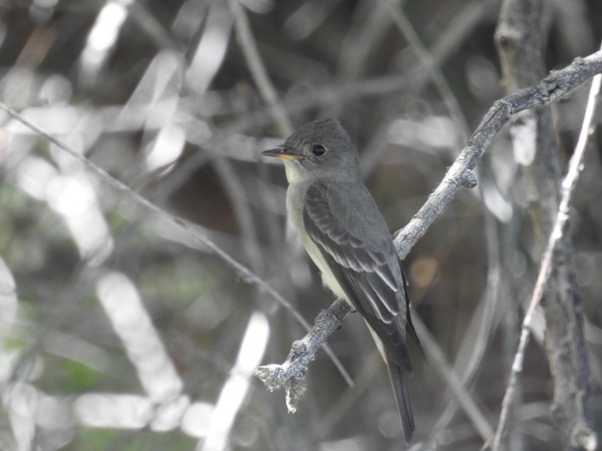 Western Wood-Pewee - Tina Toth