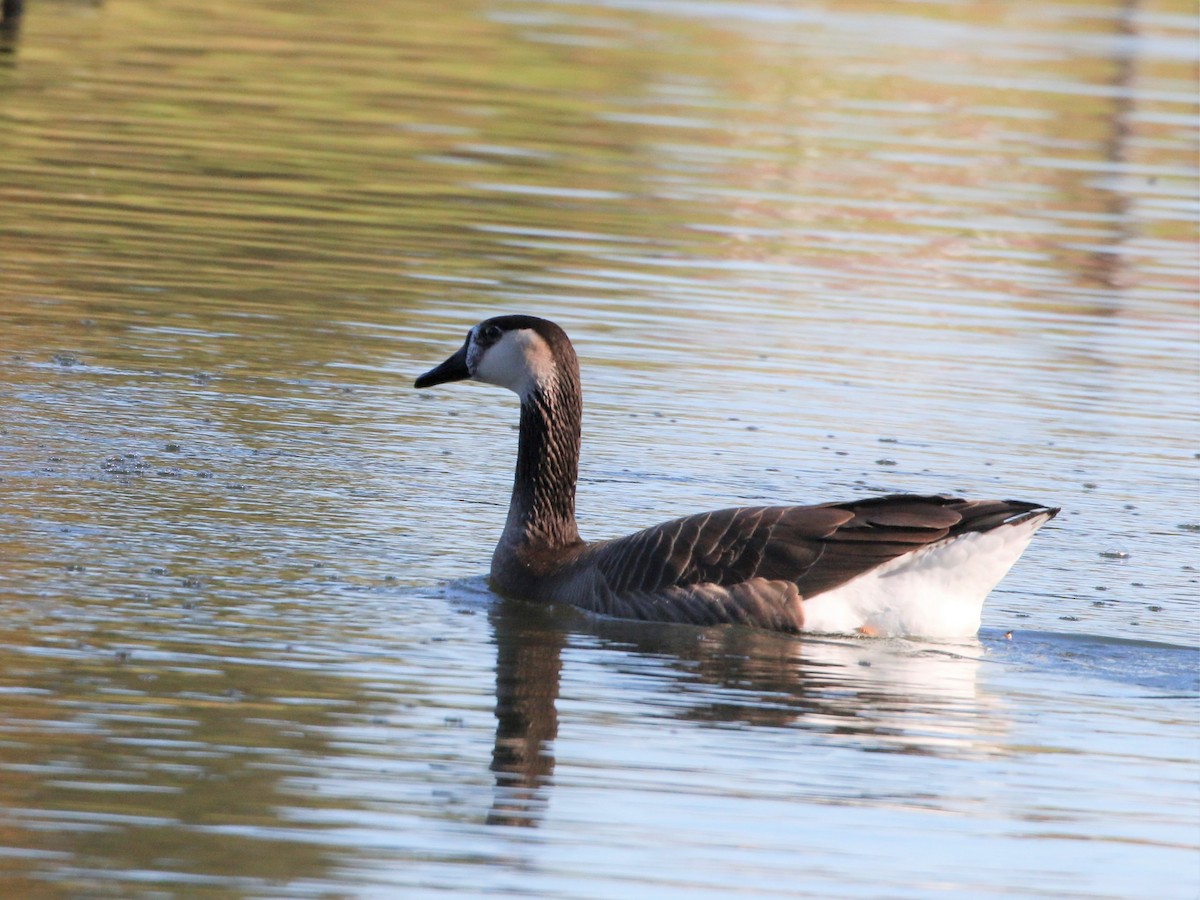 tanımsız kaz (Anser/Branta sp.) - ML402196491