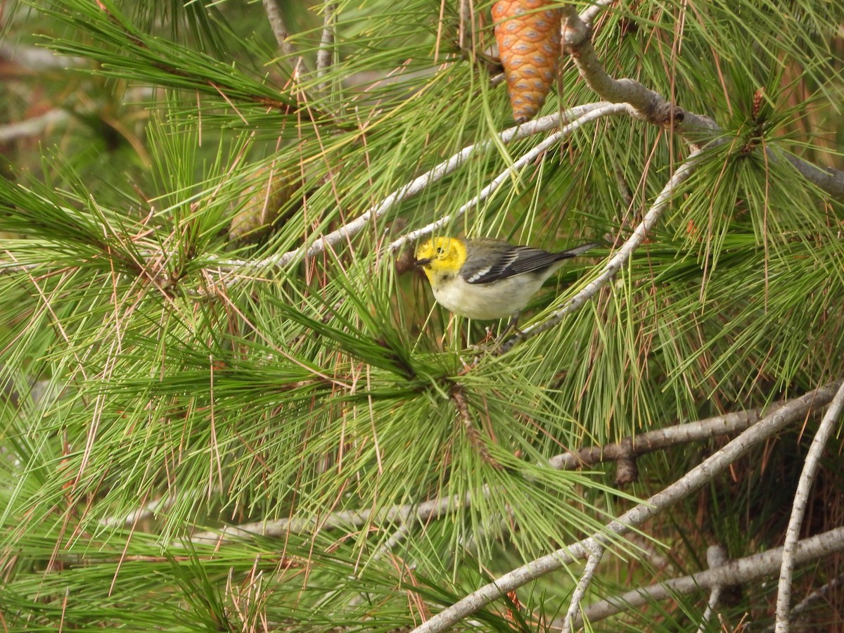 Hermit Warbler - ML402197931
