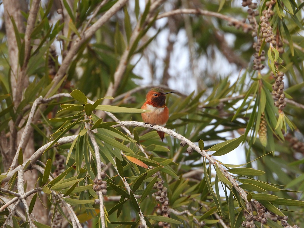 Allen's Hummingbird - ML402198051