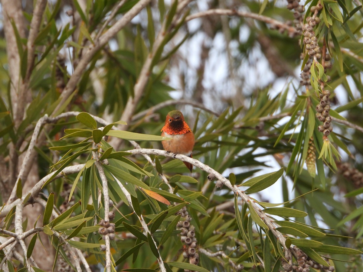 Allen's Hummingbird - ML402198061