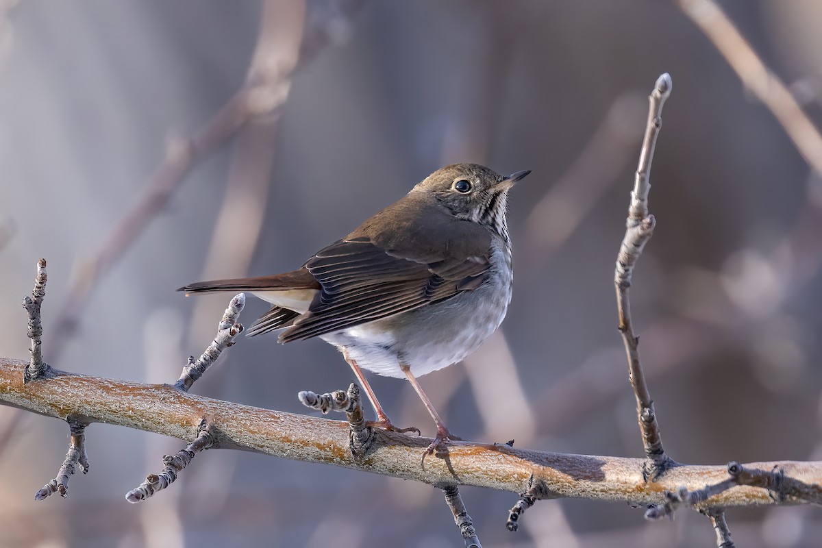 Hermit Thrush - ML402200771