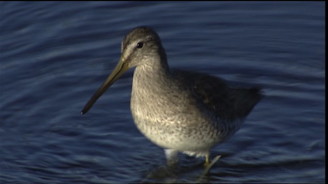 Short-billed/Long-billed Dowitcher - ML402202