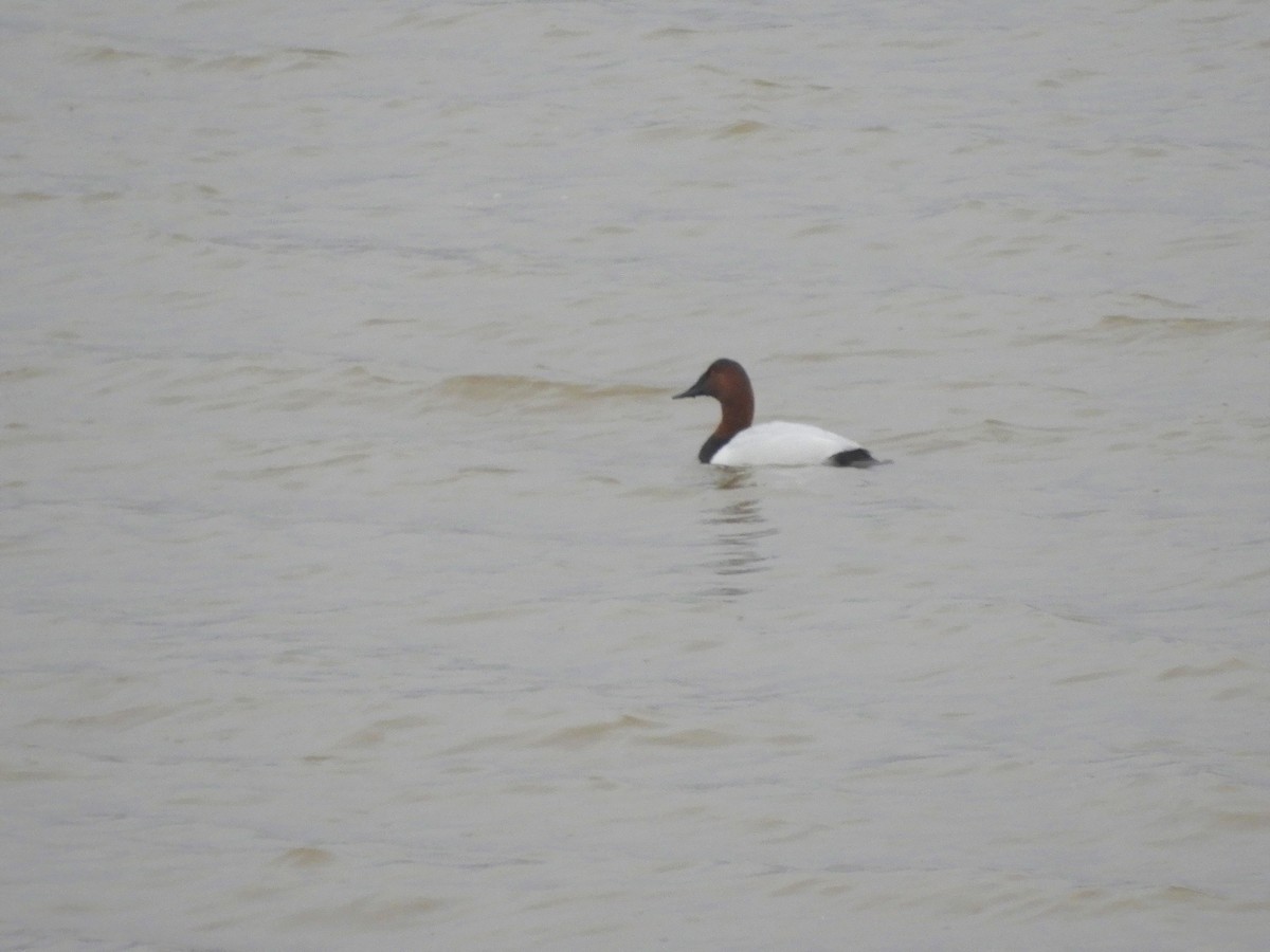 Canvasback - ML402202001