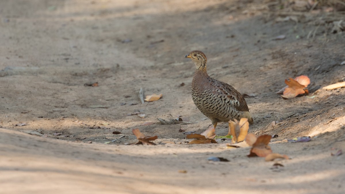 Coqui Francolin (Bar-breasted) - Markus Craig