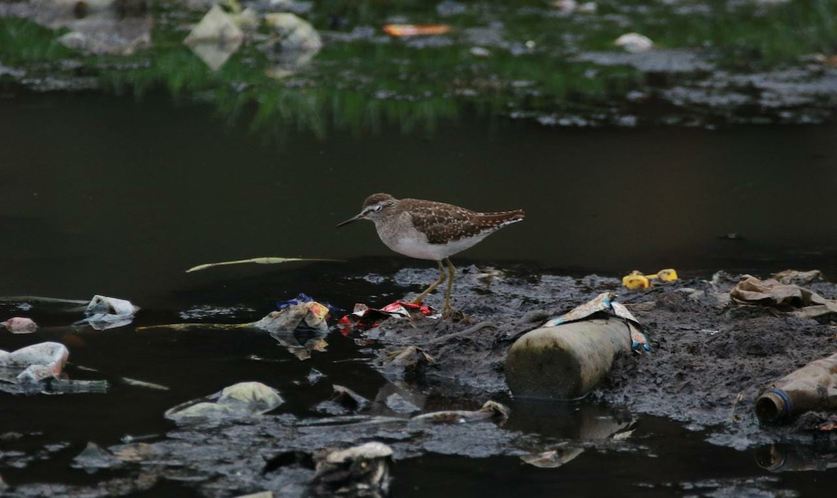 Wood Sandpiper - ML402203201