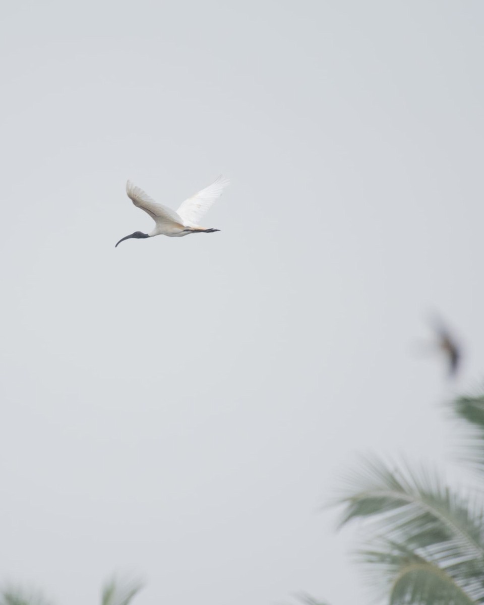 Ibis à tête noire - ML402203341