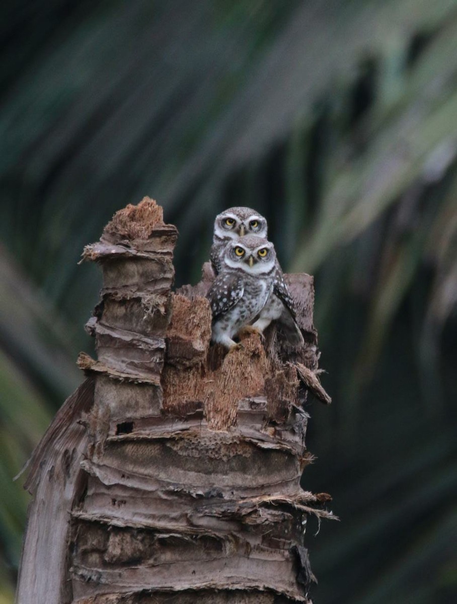 Spotted Owlet - Selvaraj Rangasamy