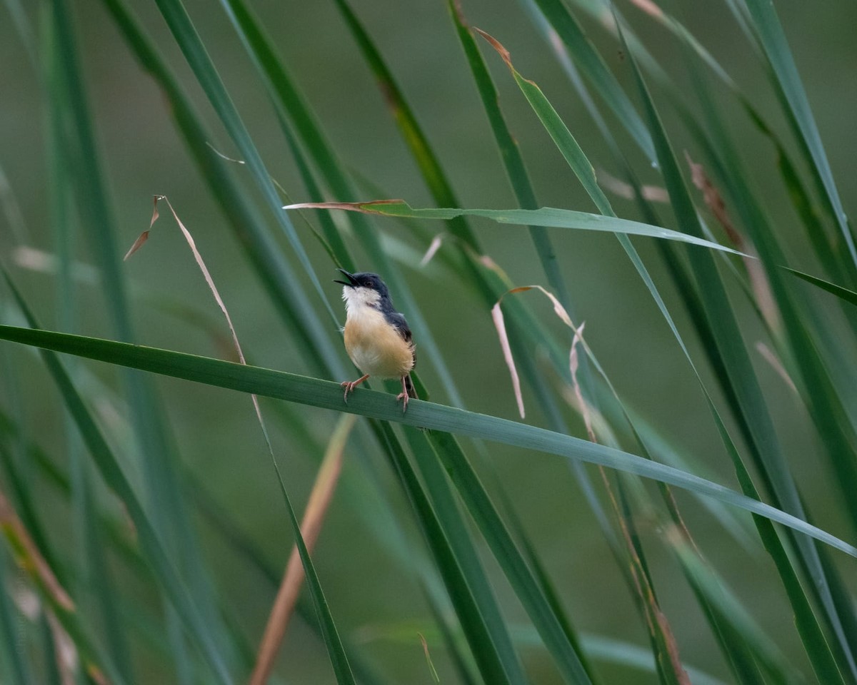 Prinia Cenicienta - ML402203551