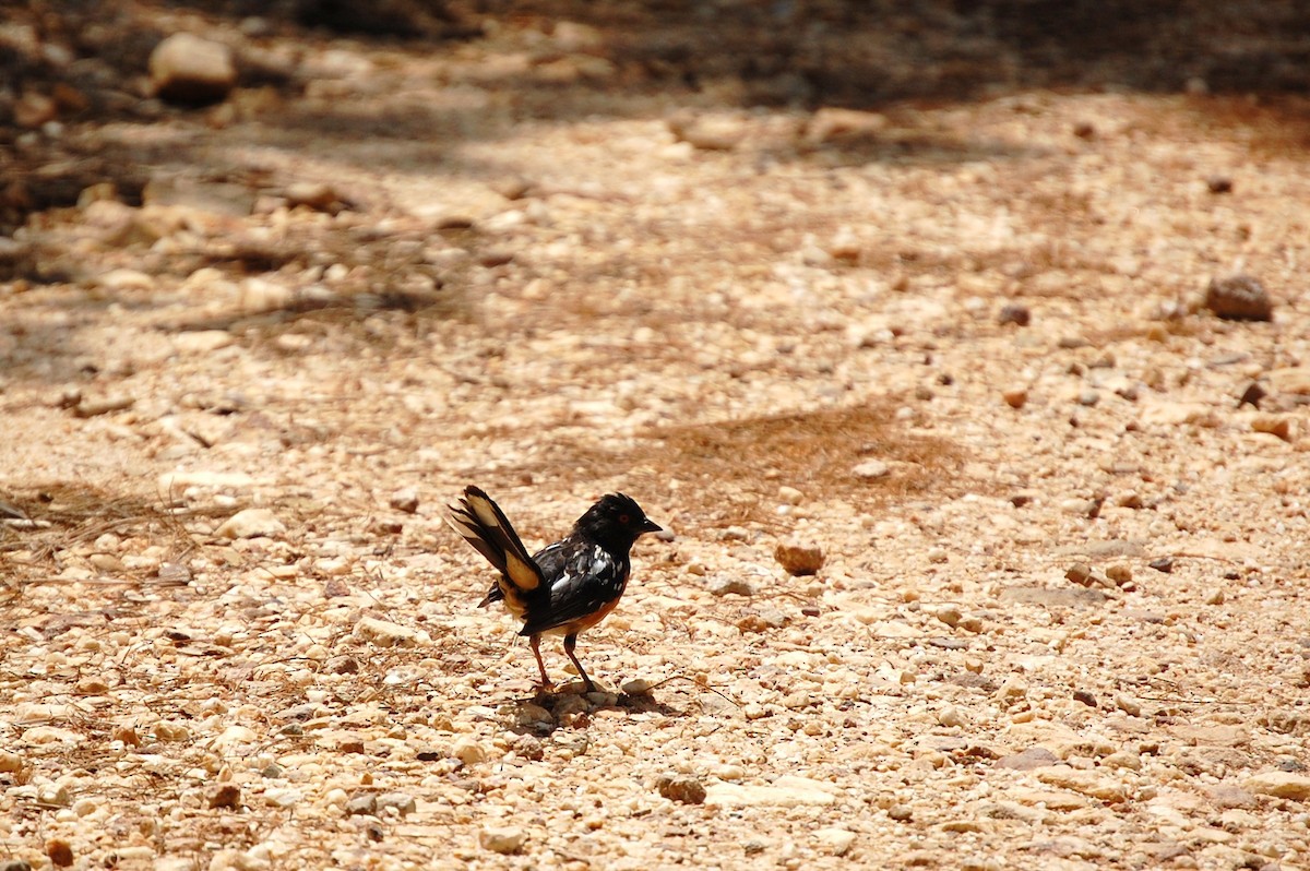 Spotted Towhee - ML40220411