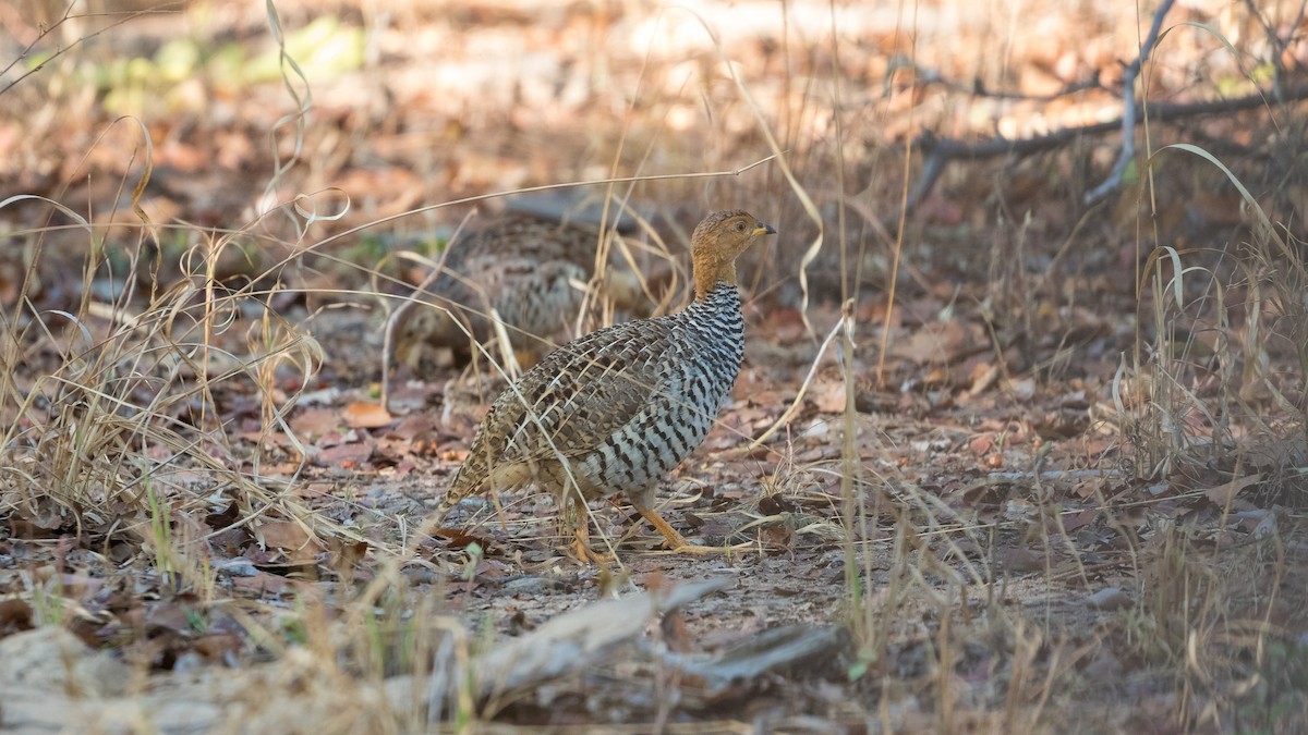 Coqui Francolin (Bar-breasted) - Markus Craig