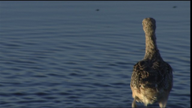 Long-billed Curlew - ML402205