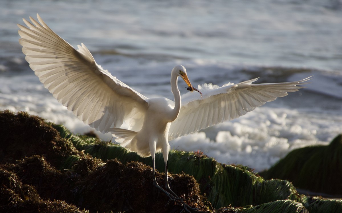 Great Egret - John Callender