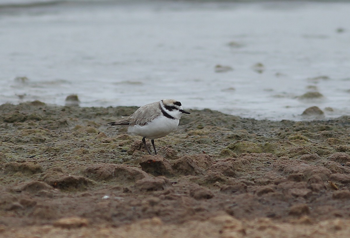 Snowy Plover - ML402207791