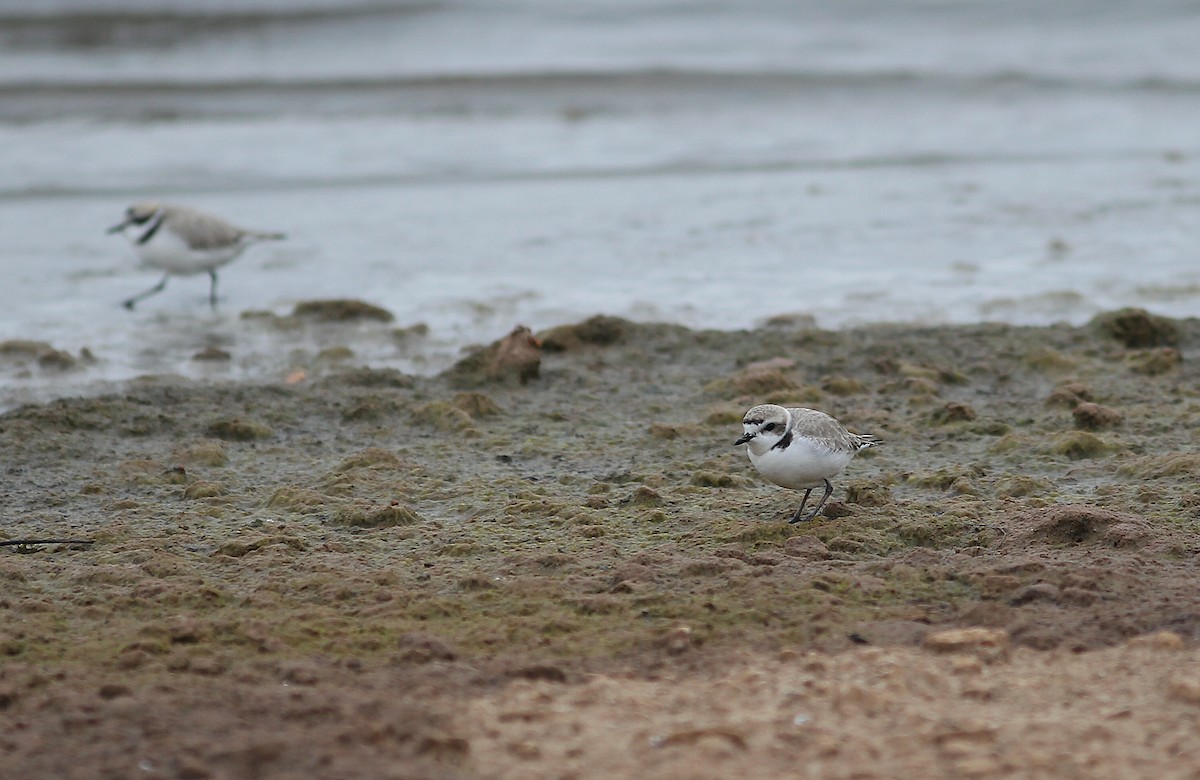 Snowy Plover - ML402207831