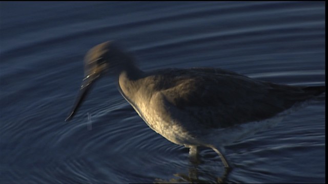 Willet (Western) - ML402208