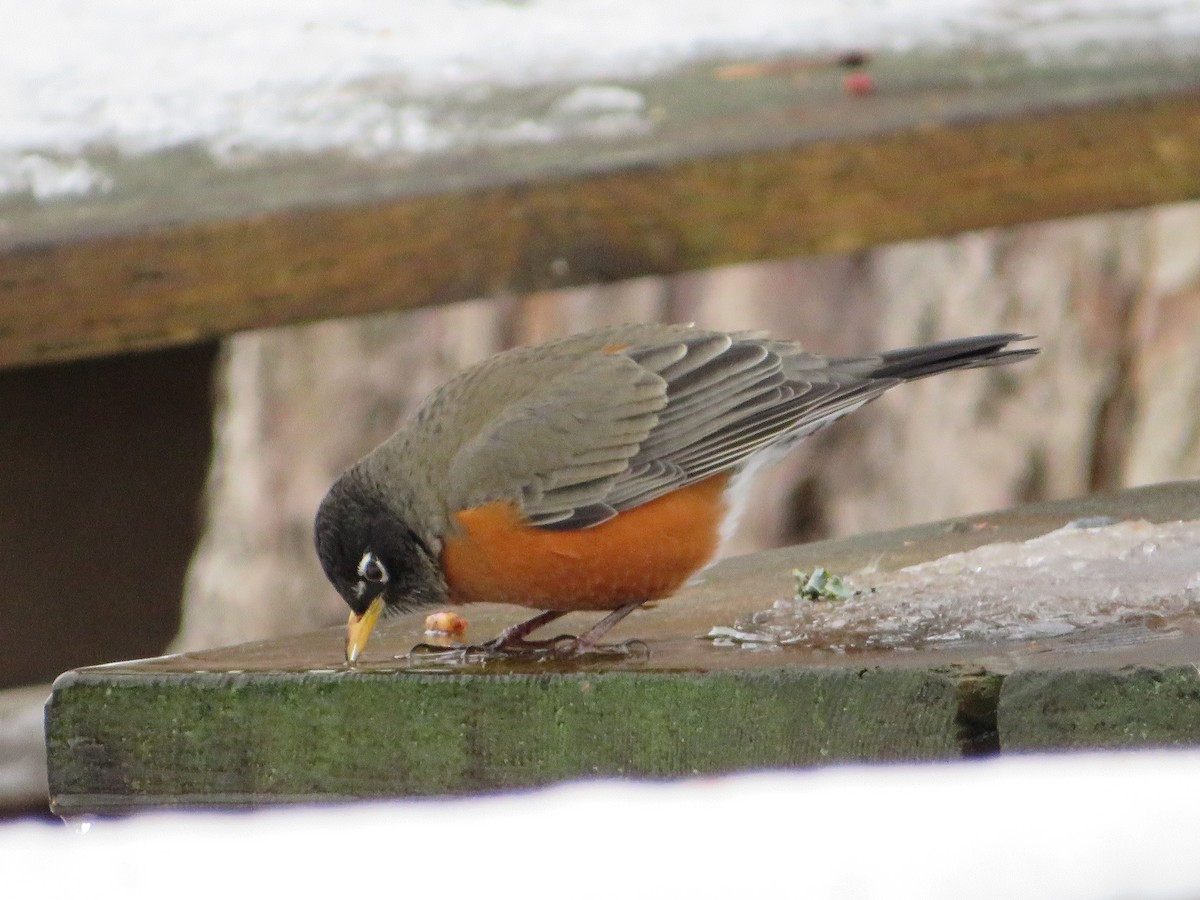 American Robin - ML402208541