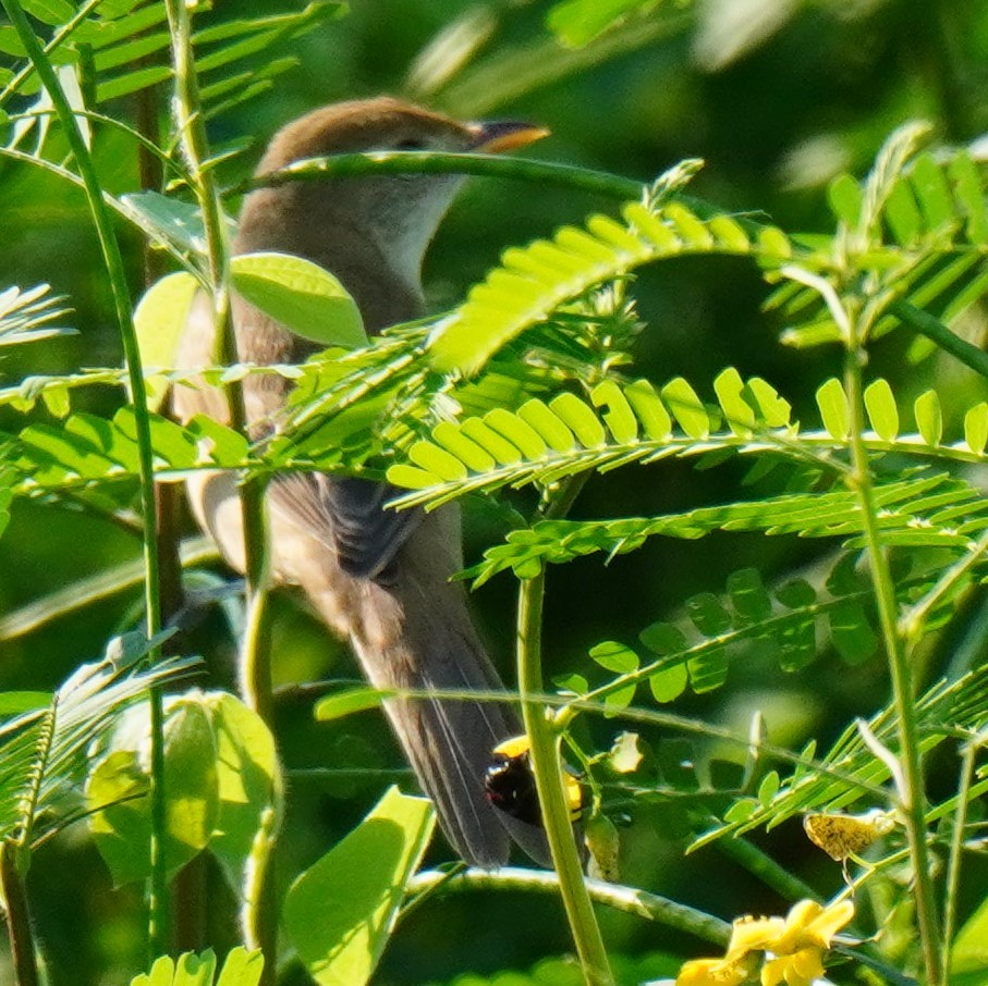 Thick-billed Warbler - Sundar Muruganandhan