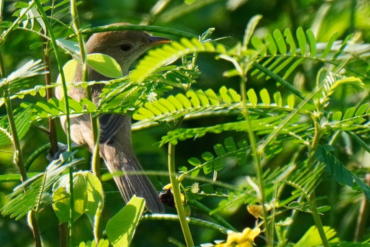 Thick-billed Warbler - ML402208941