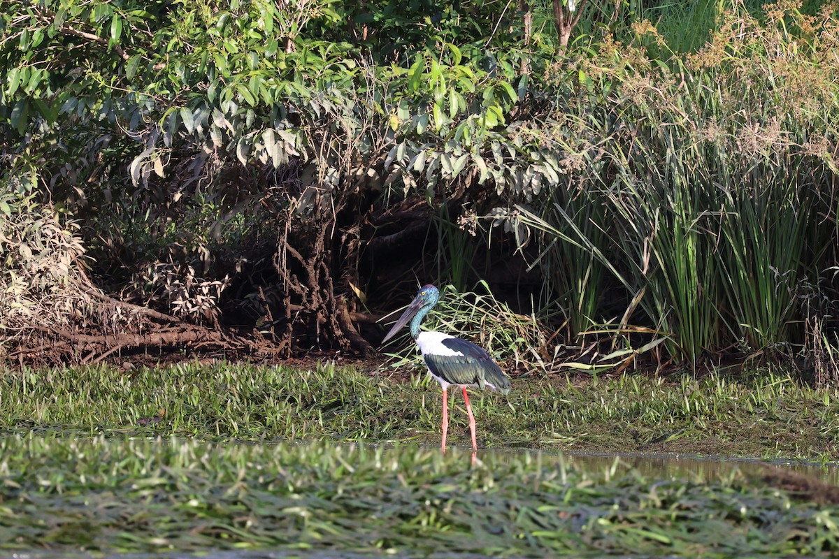 Black-necked Stork - ML402209601