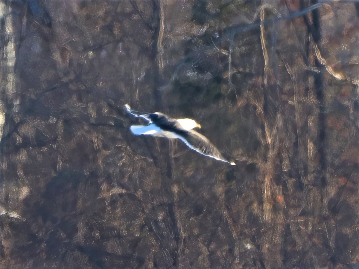 Great Black-backed Gull - Eric Patry