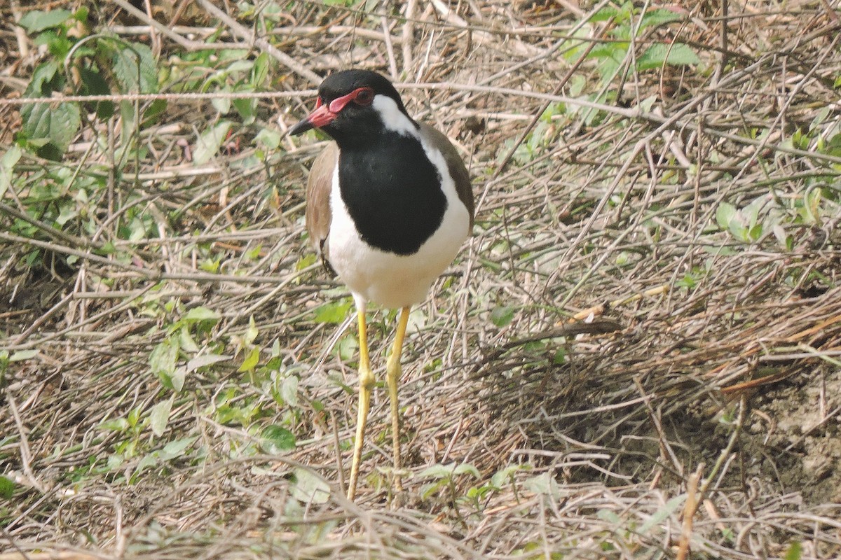 Red-wattled Lapwing - ML402211871