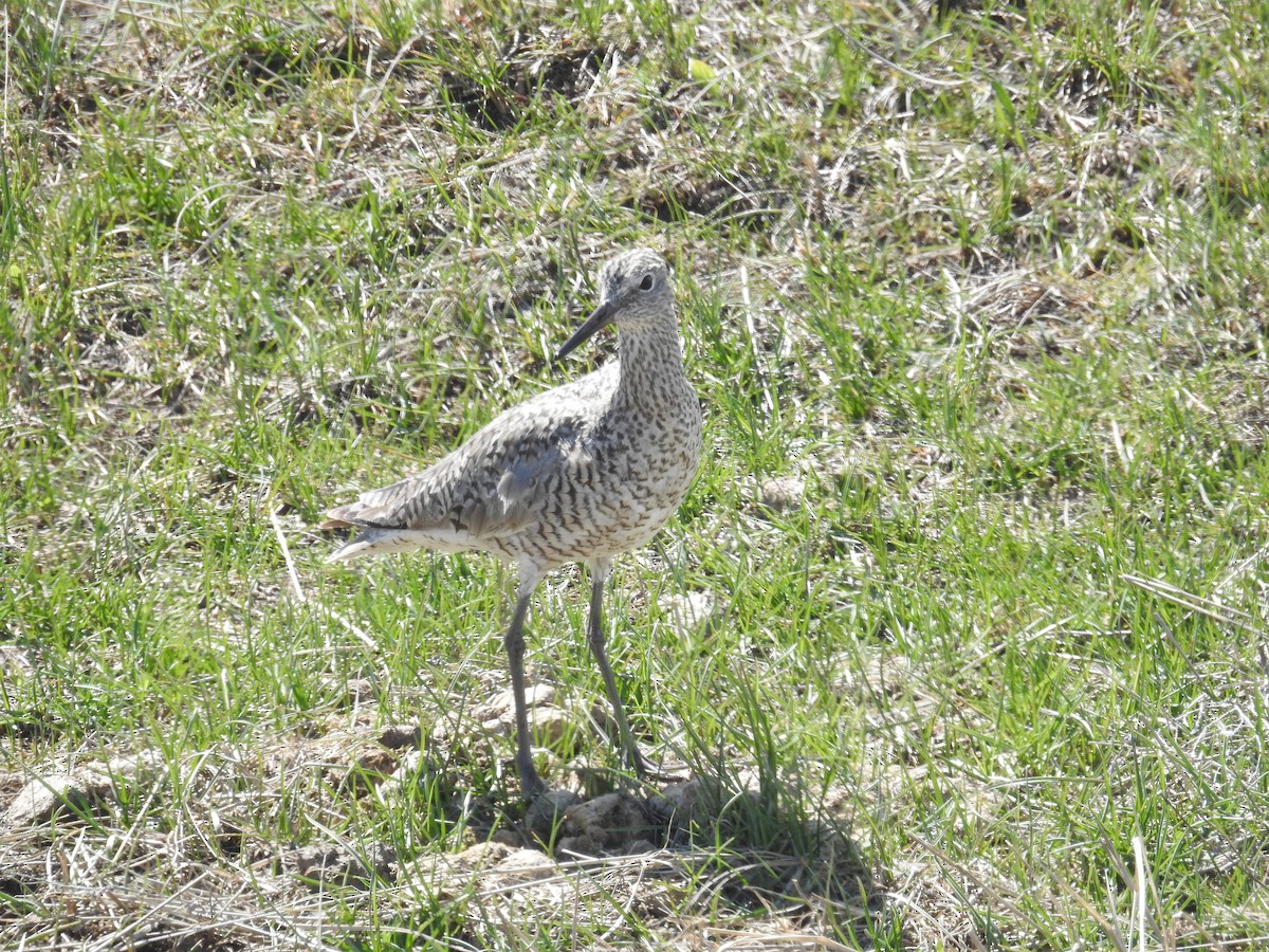 Willet - ML40221281