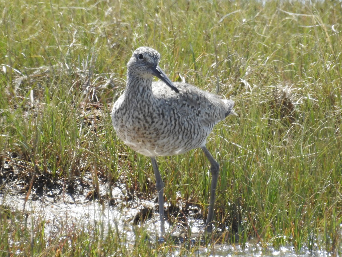 Willet - ML40221291