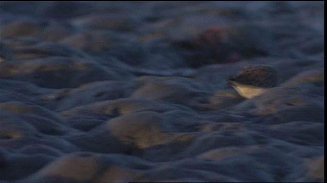 Calidris sp. (peep sp.) - ML402213