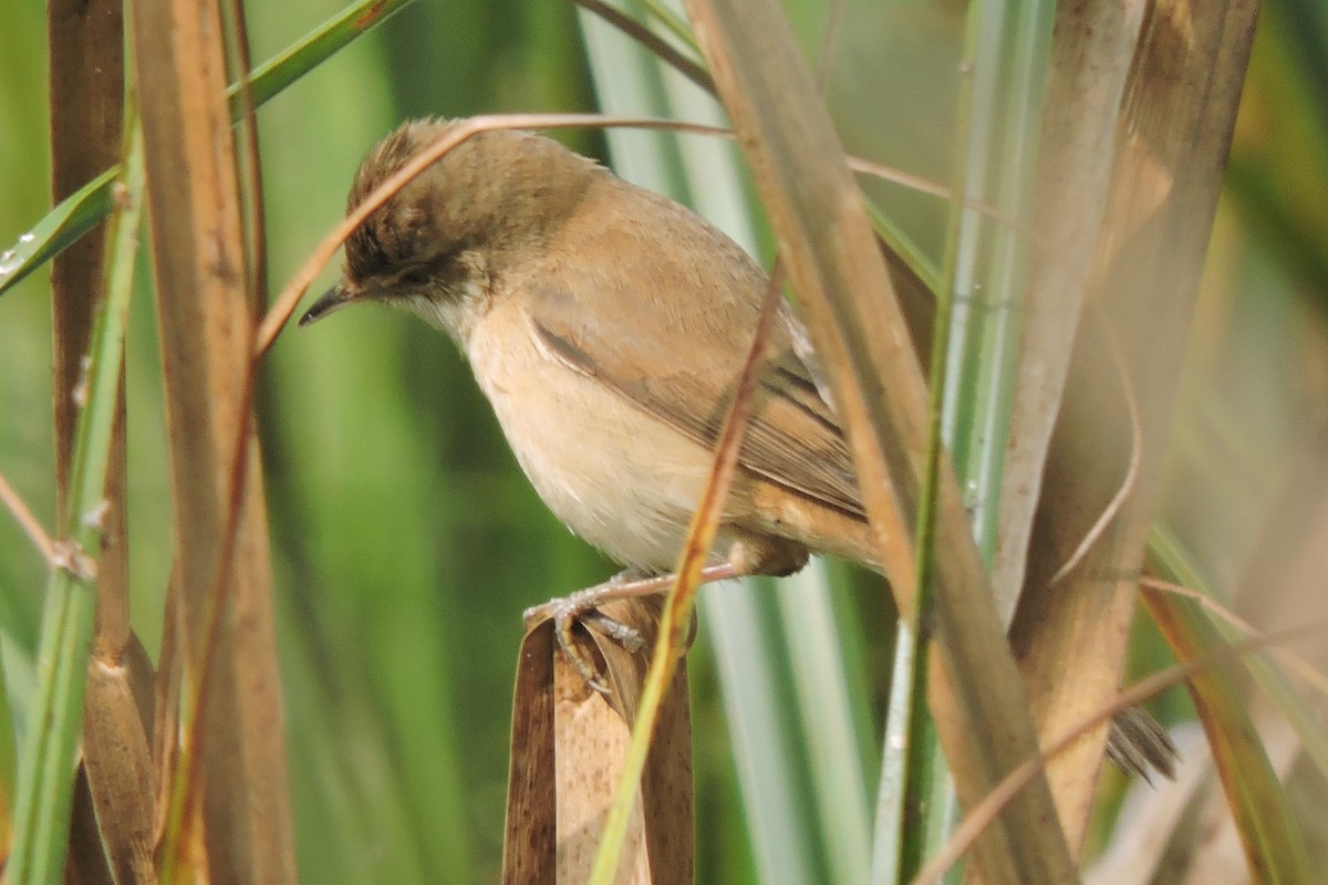 Paddyfield Warbler - ML402213021