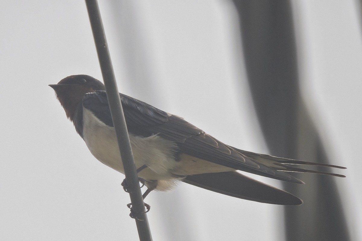 Barn Swallow - ML402213151