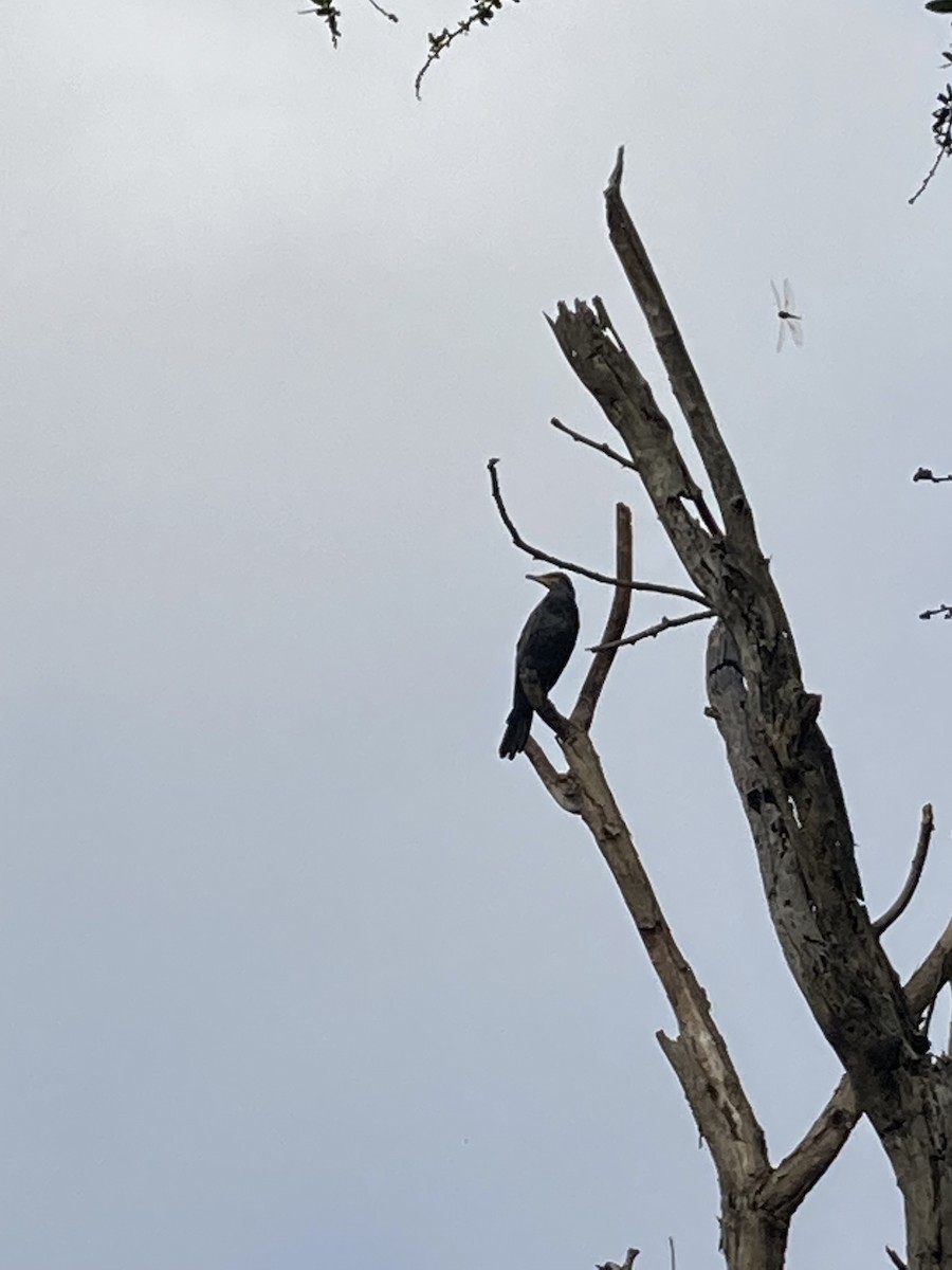 Common Myna - Arnav Mathur