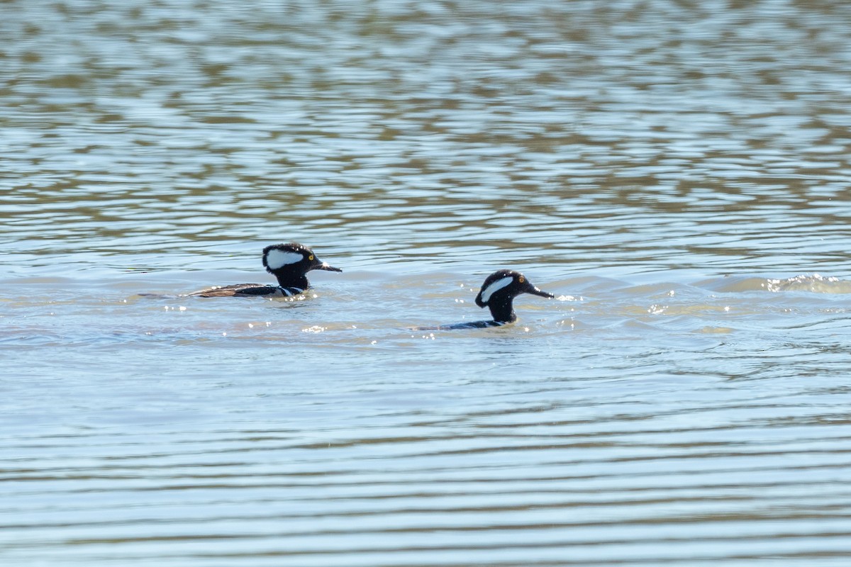 Hooded Merganser - Jason Page