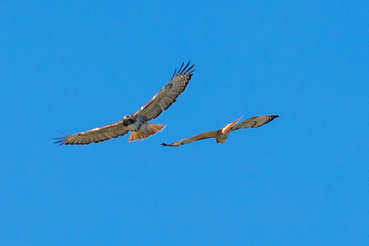 Red-tailed Hawk - ML402213771