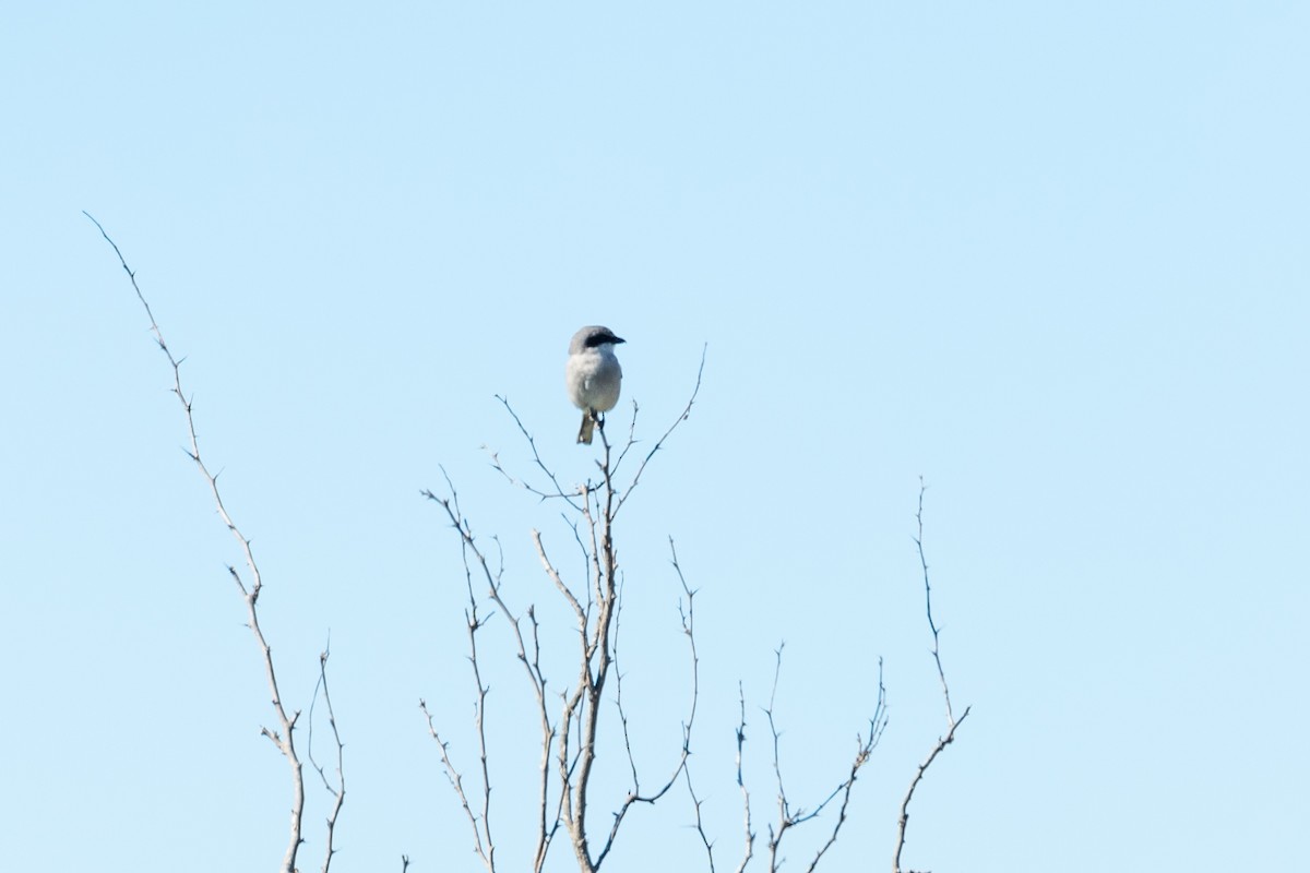 Loggerhead Shrike - Jason Page