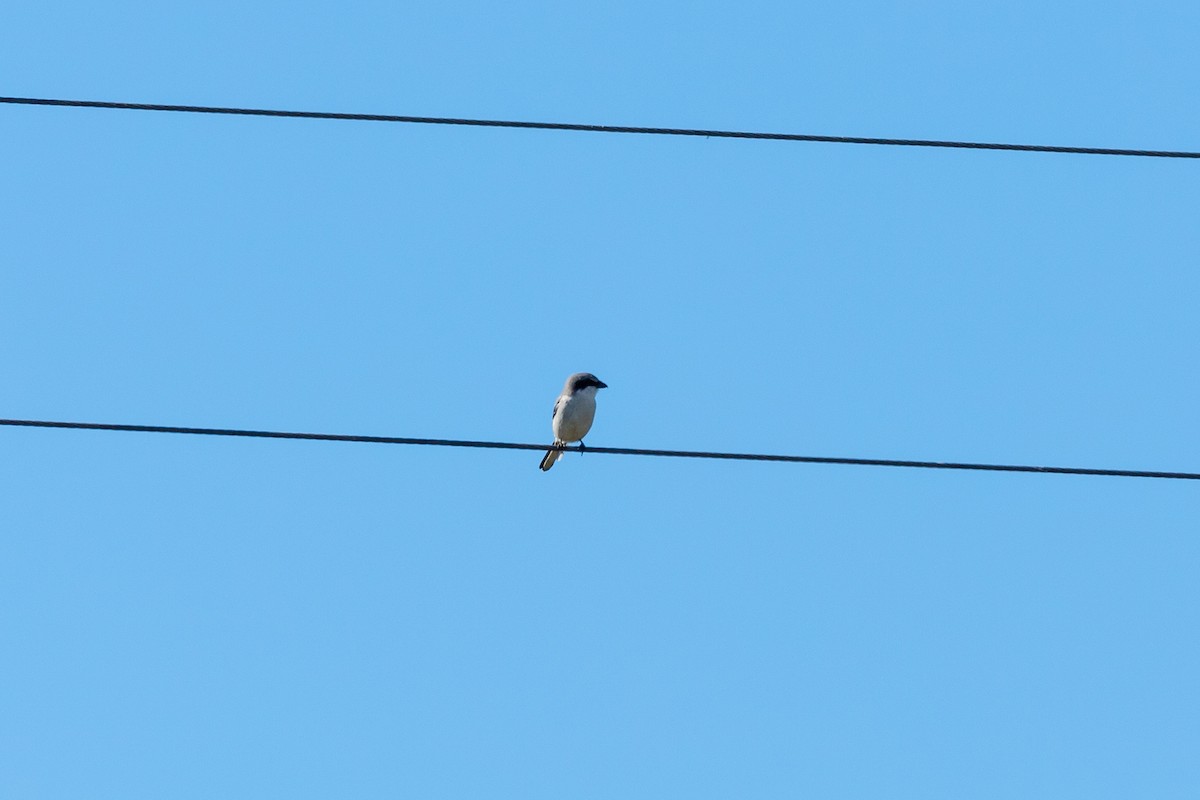 Loggerhead Shrike - Jason Page