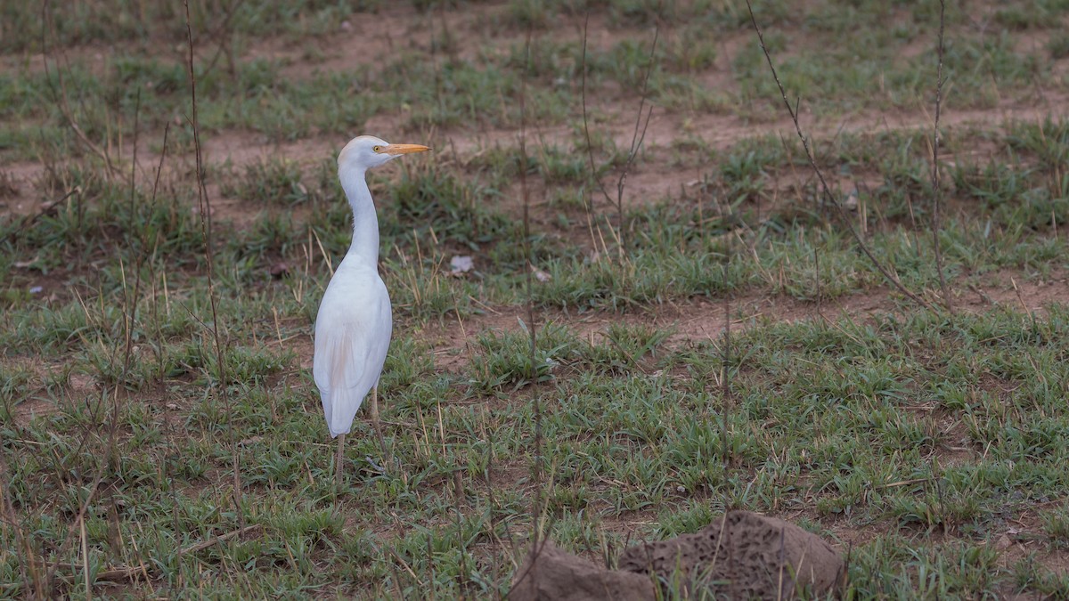 Western Cattle Egret - ML402214271