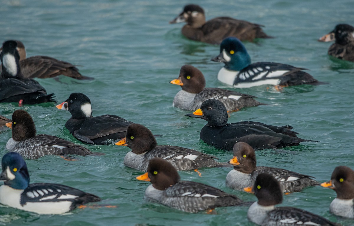 Black Scoter - Sunny Zhang