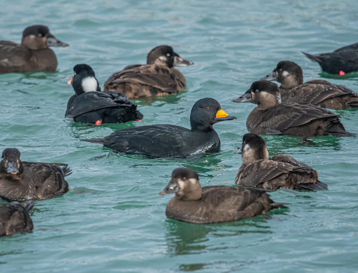 Black Scoter - ML402214691