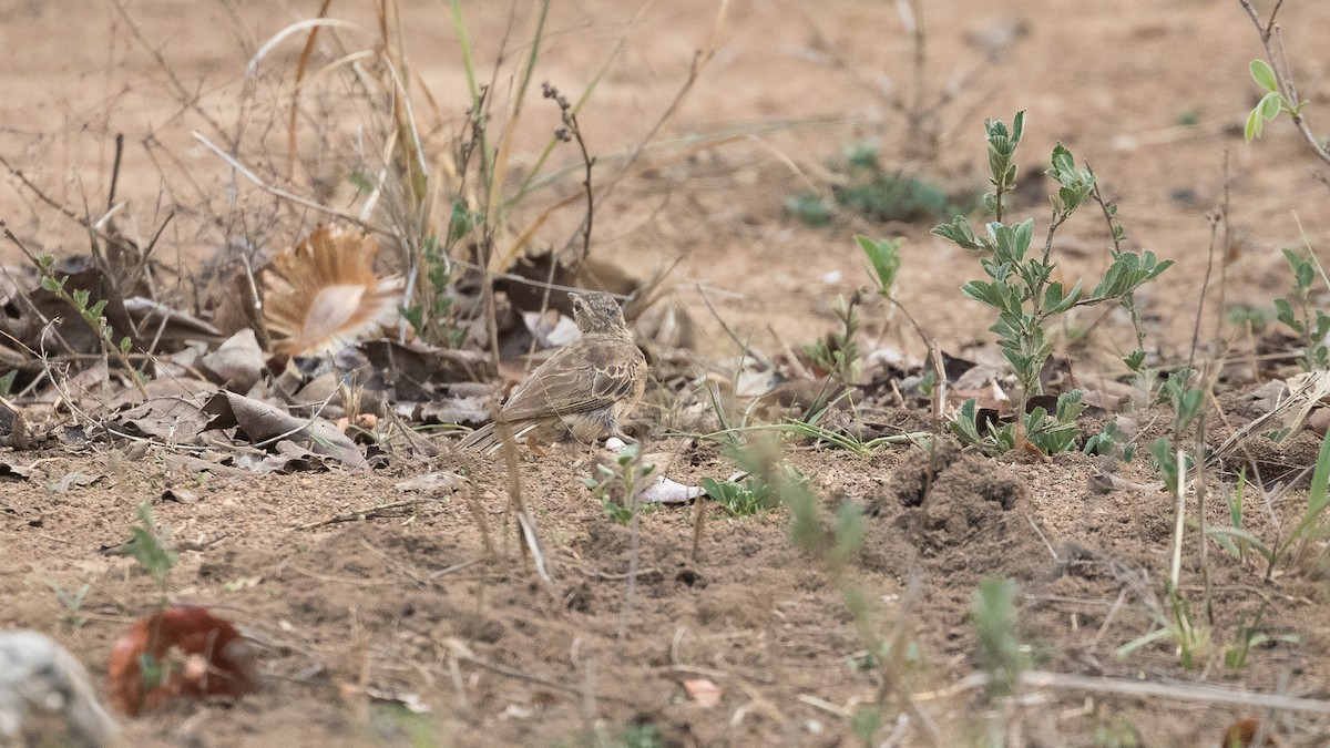 Woodland Pipit - ML402214931