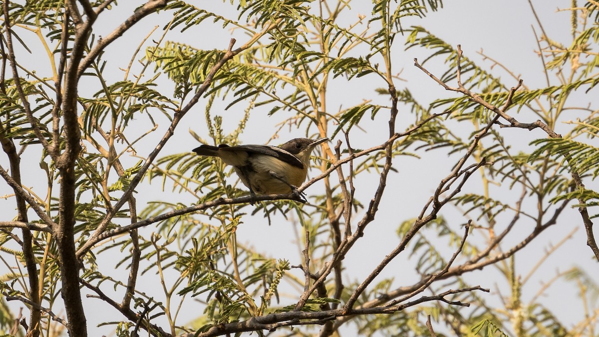 Yellow-bellied Hyliota - Markus Craig