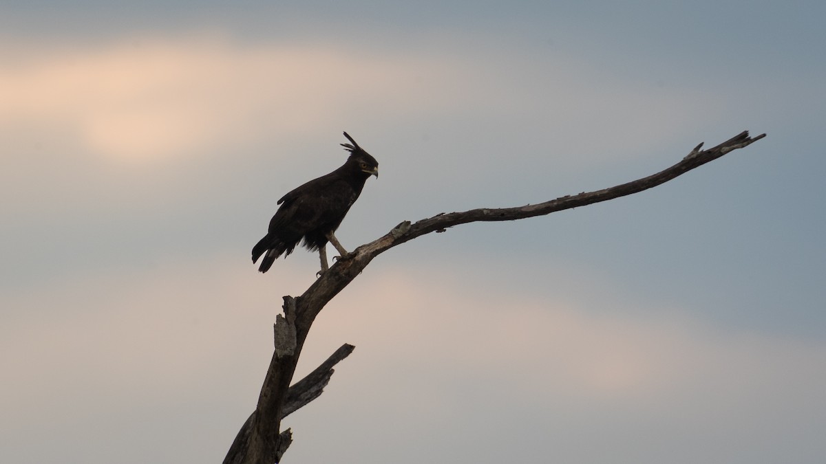 Long-crested Eagle - ML402215271