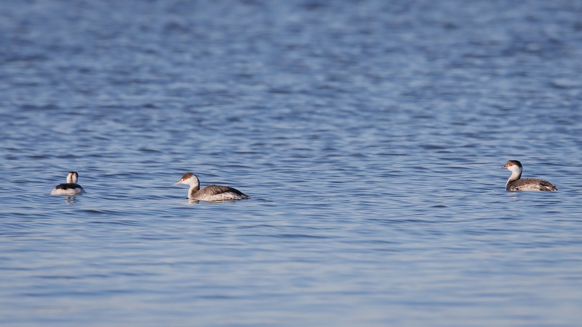 Horned Grebe - ML402215601