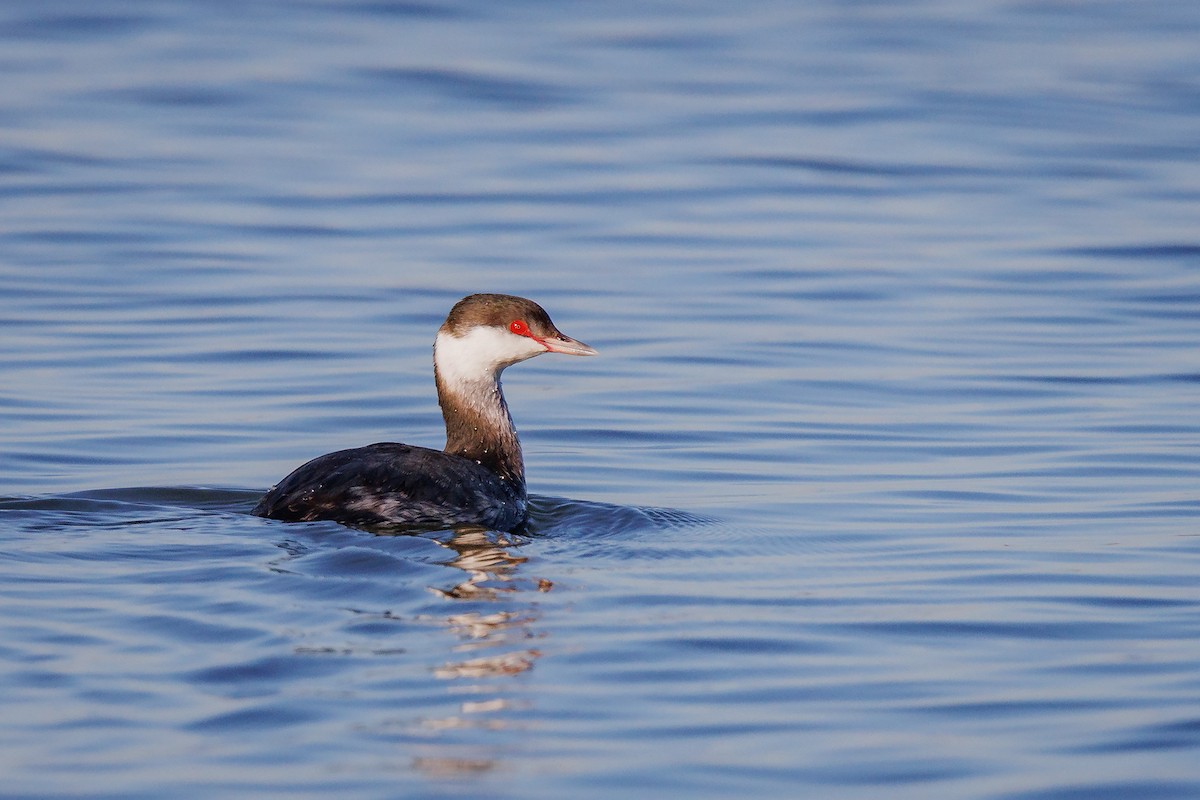 Horned Grebe - ML402215611