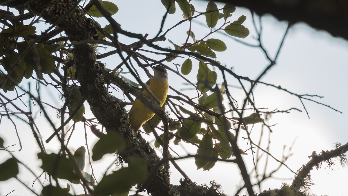 Purple-throated Cuckooshrike - Markus Craig