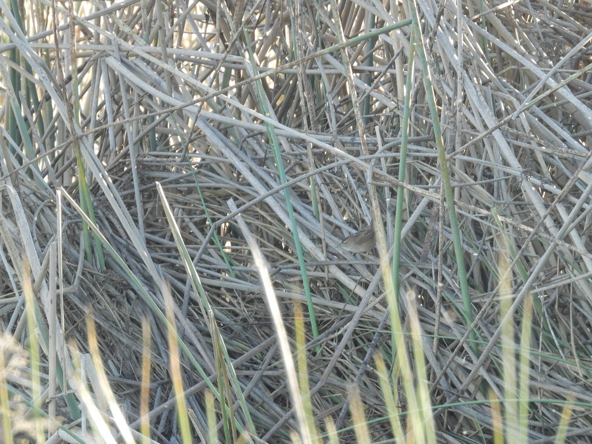 Marsh Wren - ML402216131